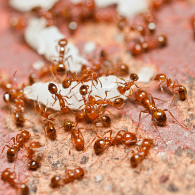ANT CONTROL