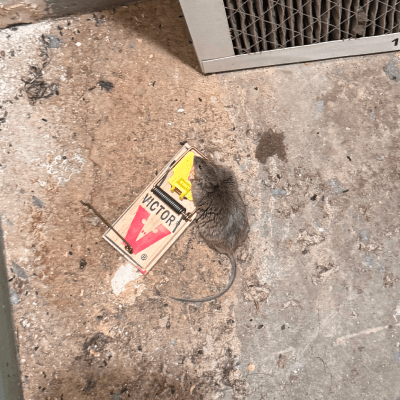 RODENT CONTROL