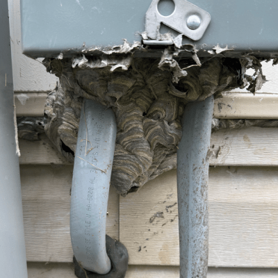 WASP REMOVAL